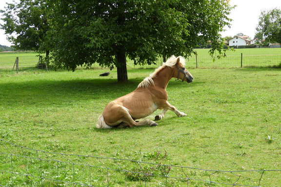 Köpkehof in Vagen